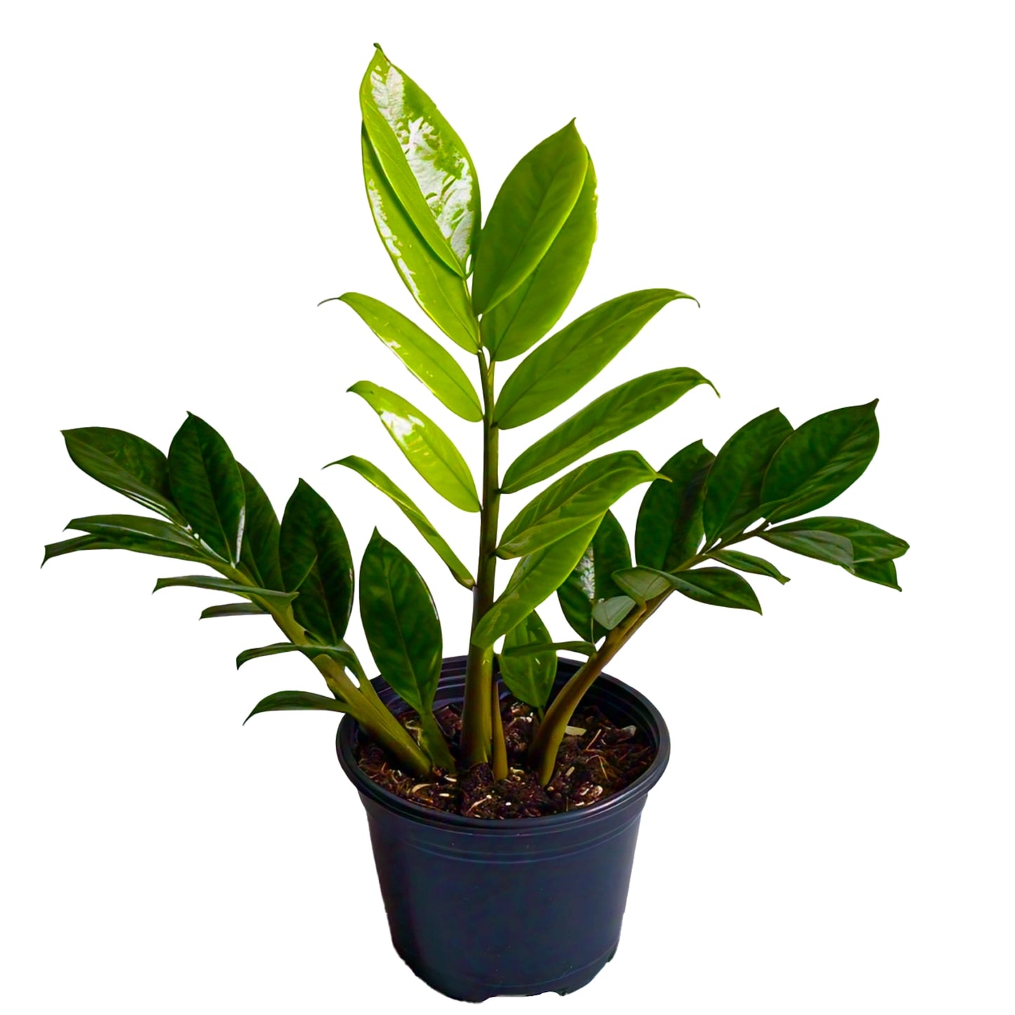 ZZ Plant (Zamioculcas Zamiifolia) - Low-Light Indoor Plant | Easy Care | Evergreen Mart