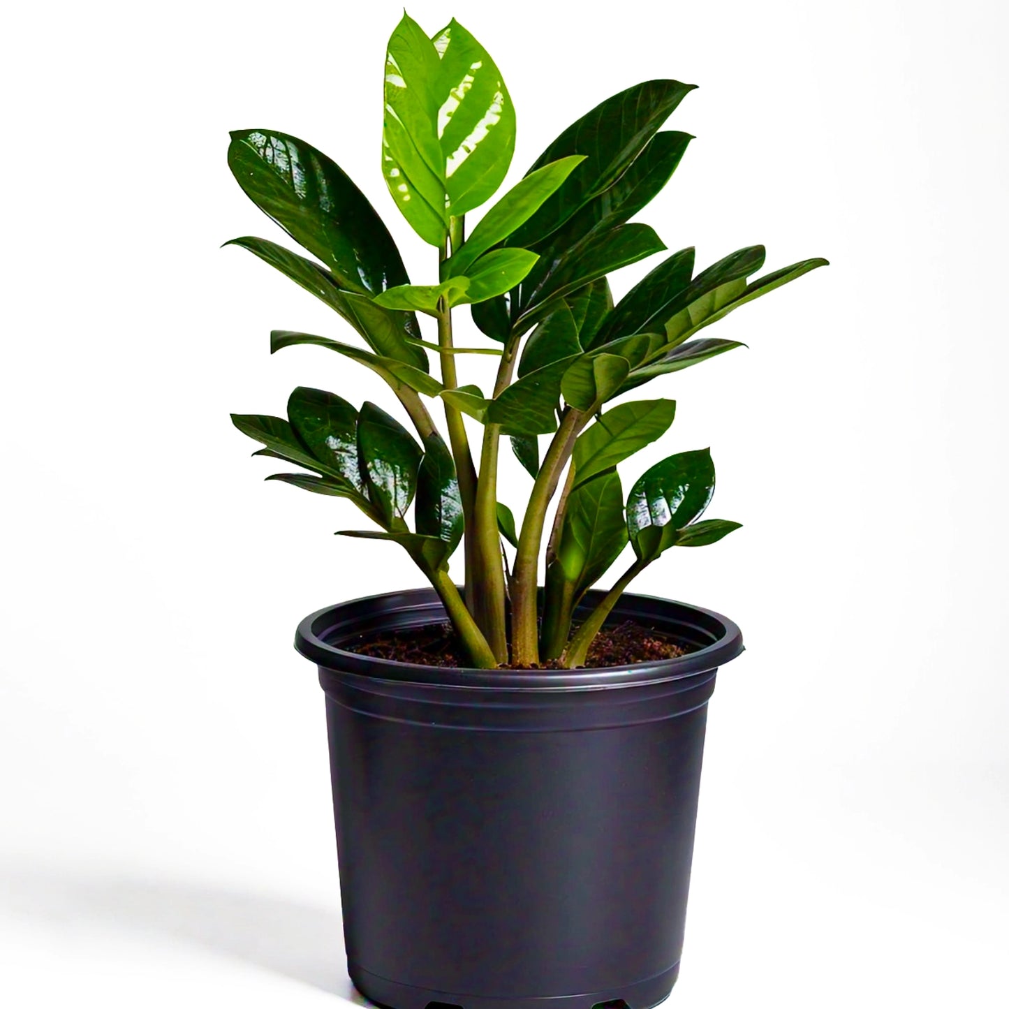 ZZ Plant (Zamioculcas Zamiifolia) - Low-Light Indoor Plant | Easy Care | Evergreen Mart